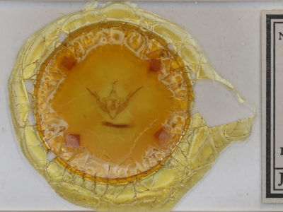 slide view of adult Conistra vaccinii