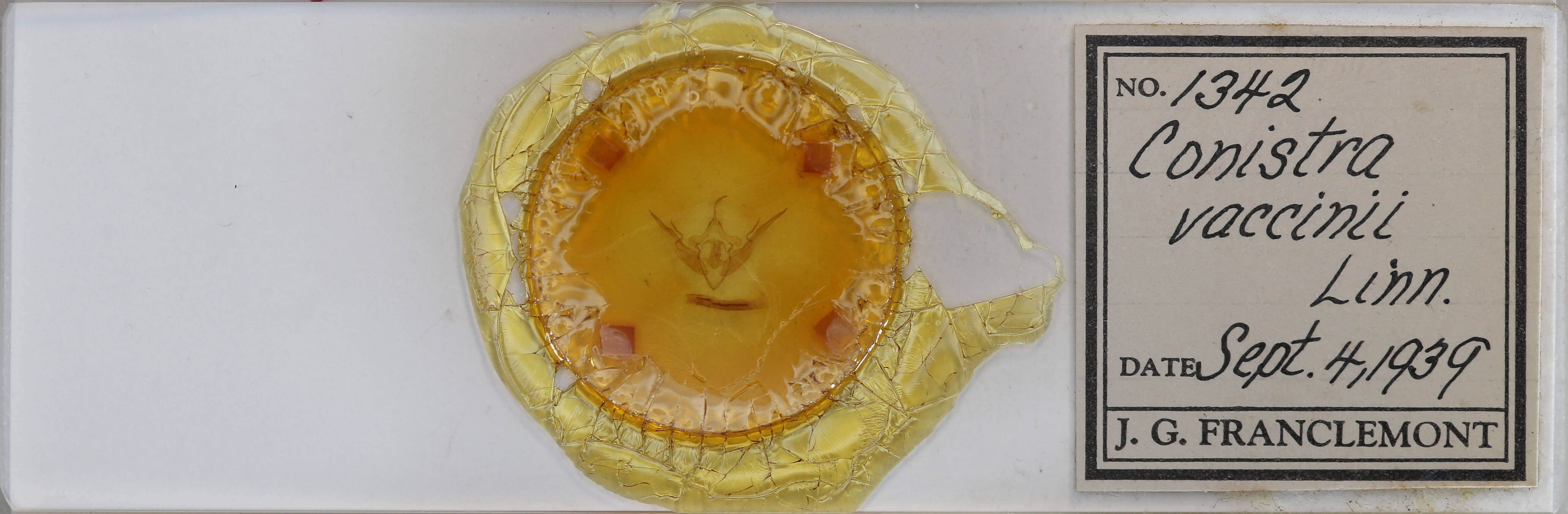 slide view of adult Conistra vaccinii