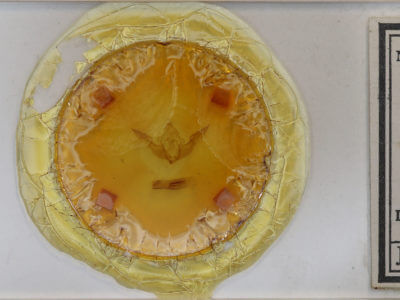 slide view of adult Conistra rubiginosa