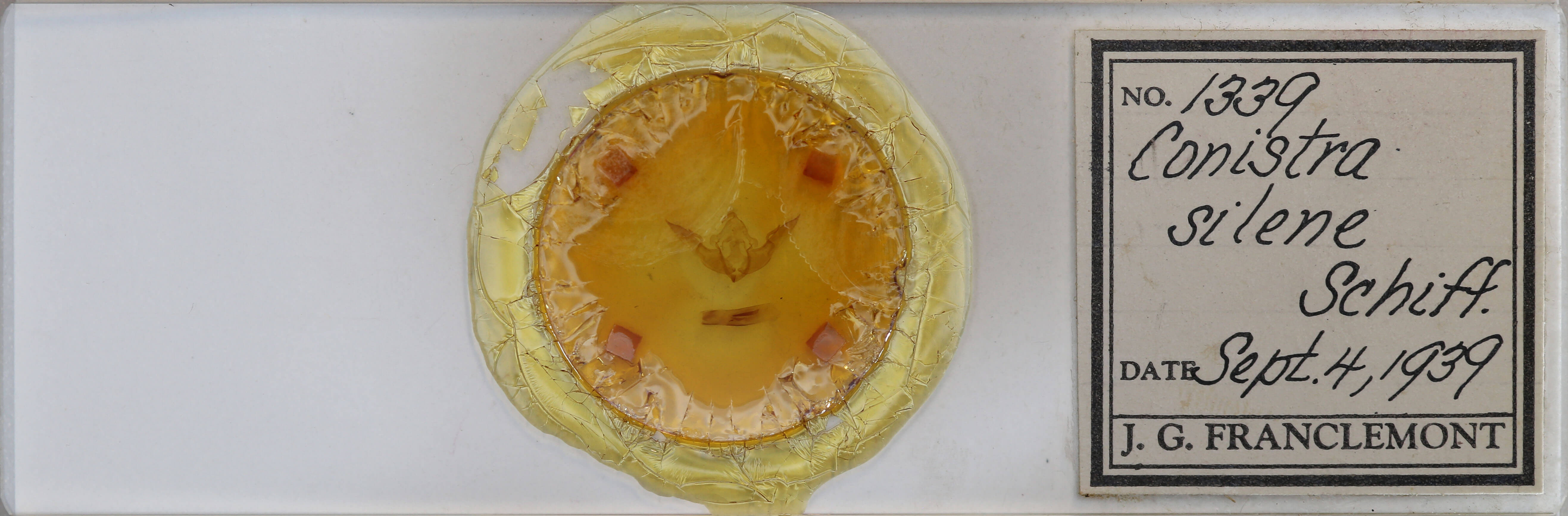 slide view of adult Conistra rubiginosa