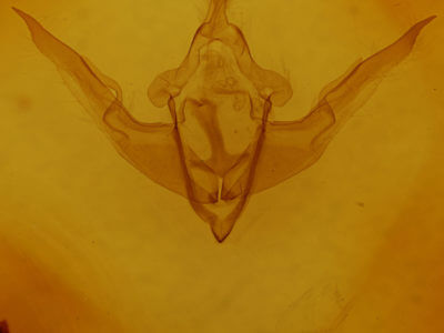 genitalia view of adult Conistra veronicae