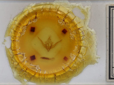 slide view of adult Conistra veronicae