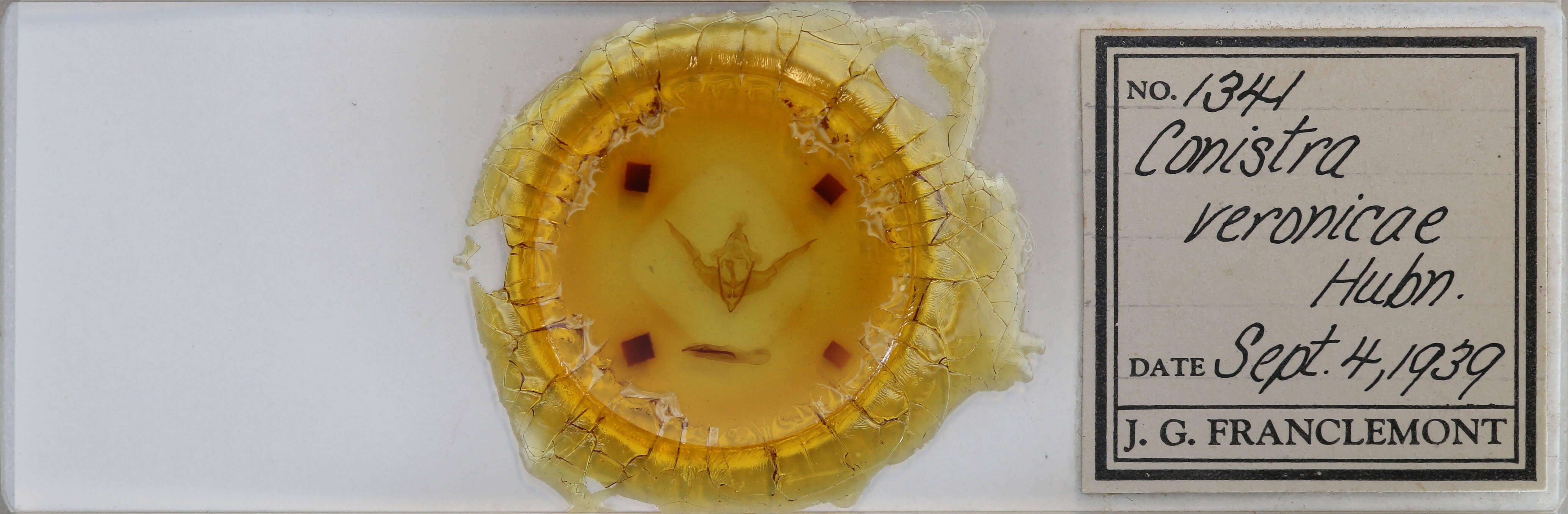 slide view of adult Conistra veronicae