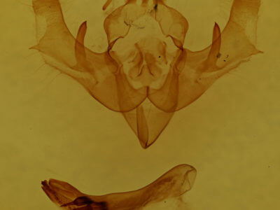 genitalia view of adult Conservula anodonta