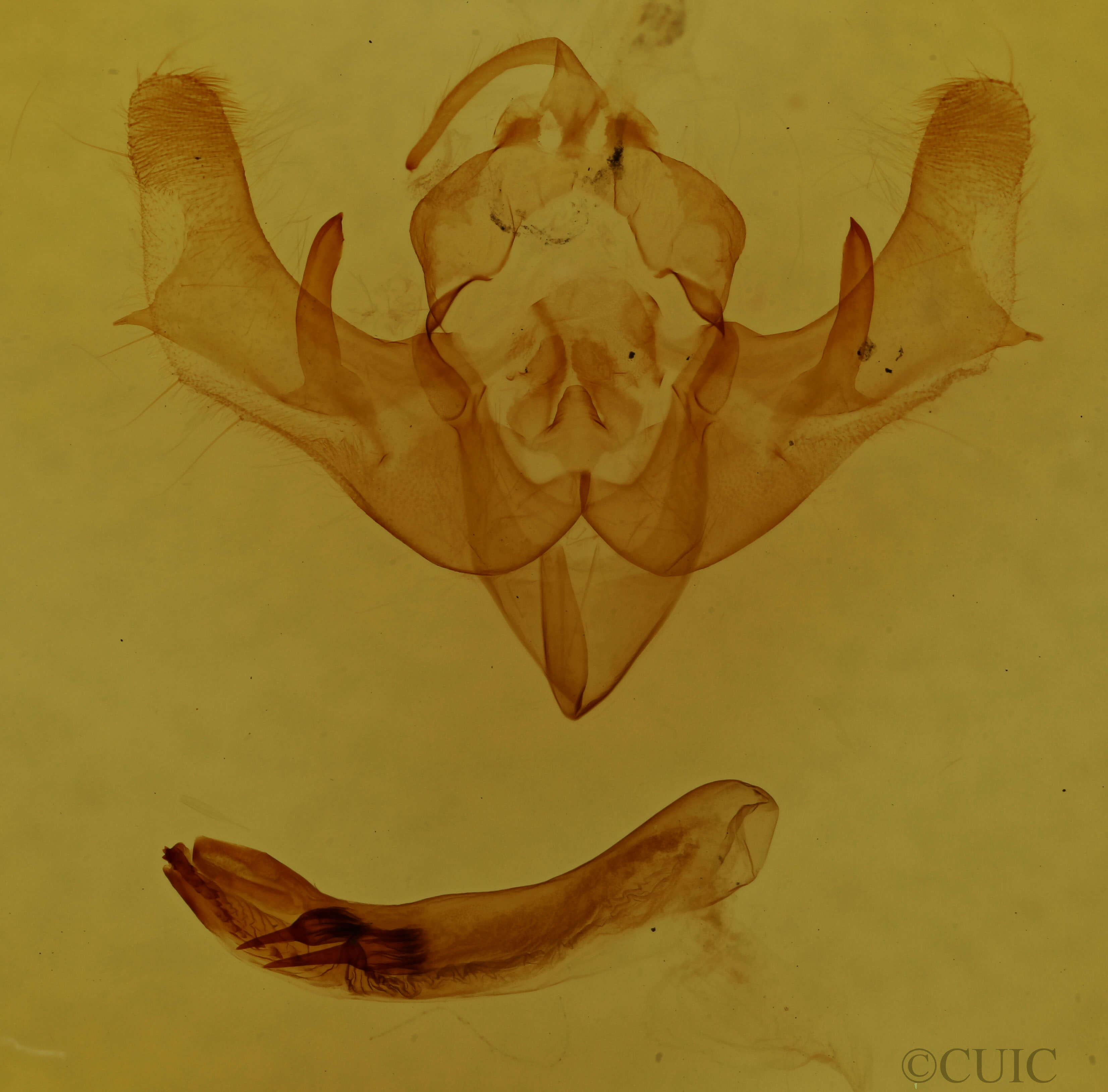 genitalia view of adult Conservula anodonta