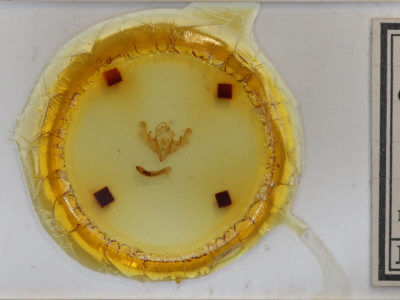 slide view of adult Conservula anodonta