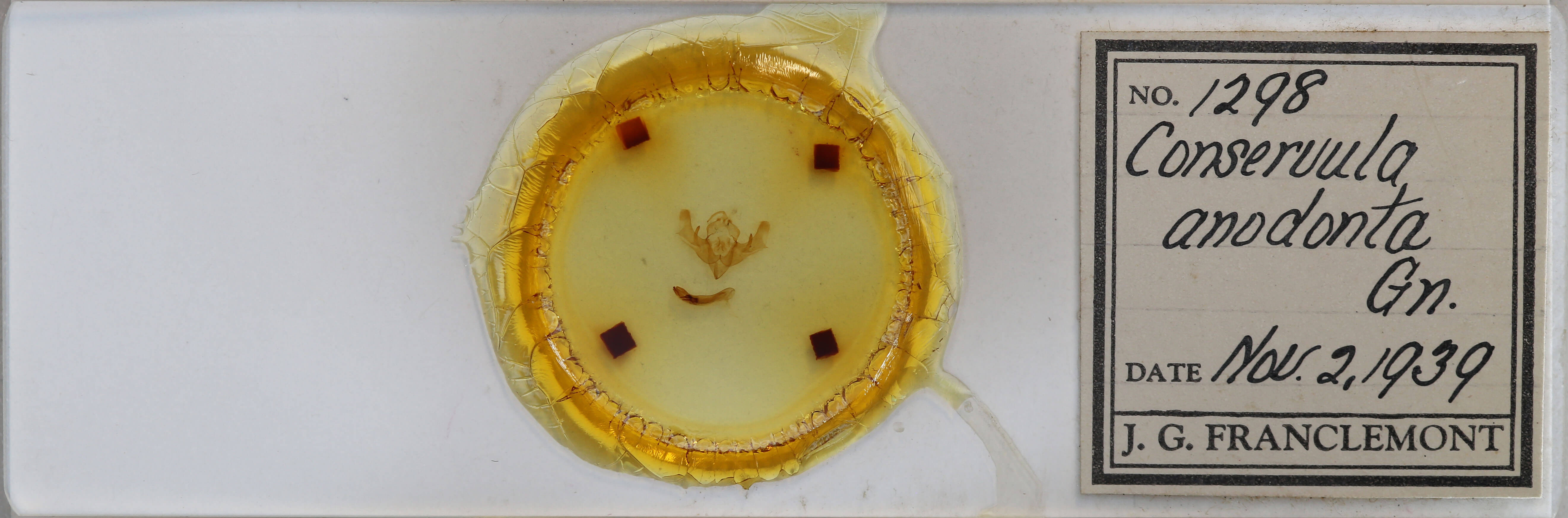 slide view of adult Conservula anodonta