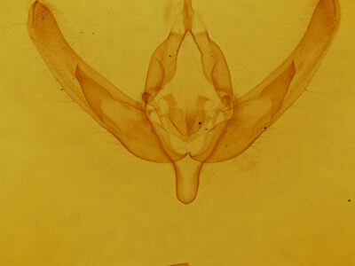 genitalia view of adult Copablepharon