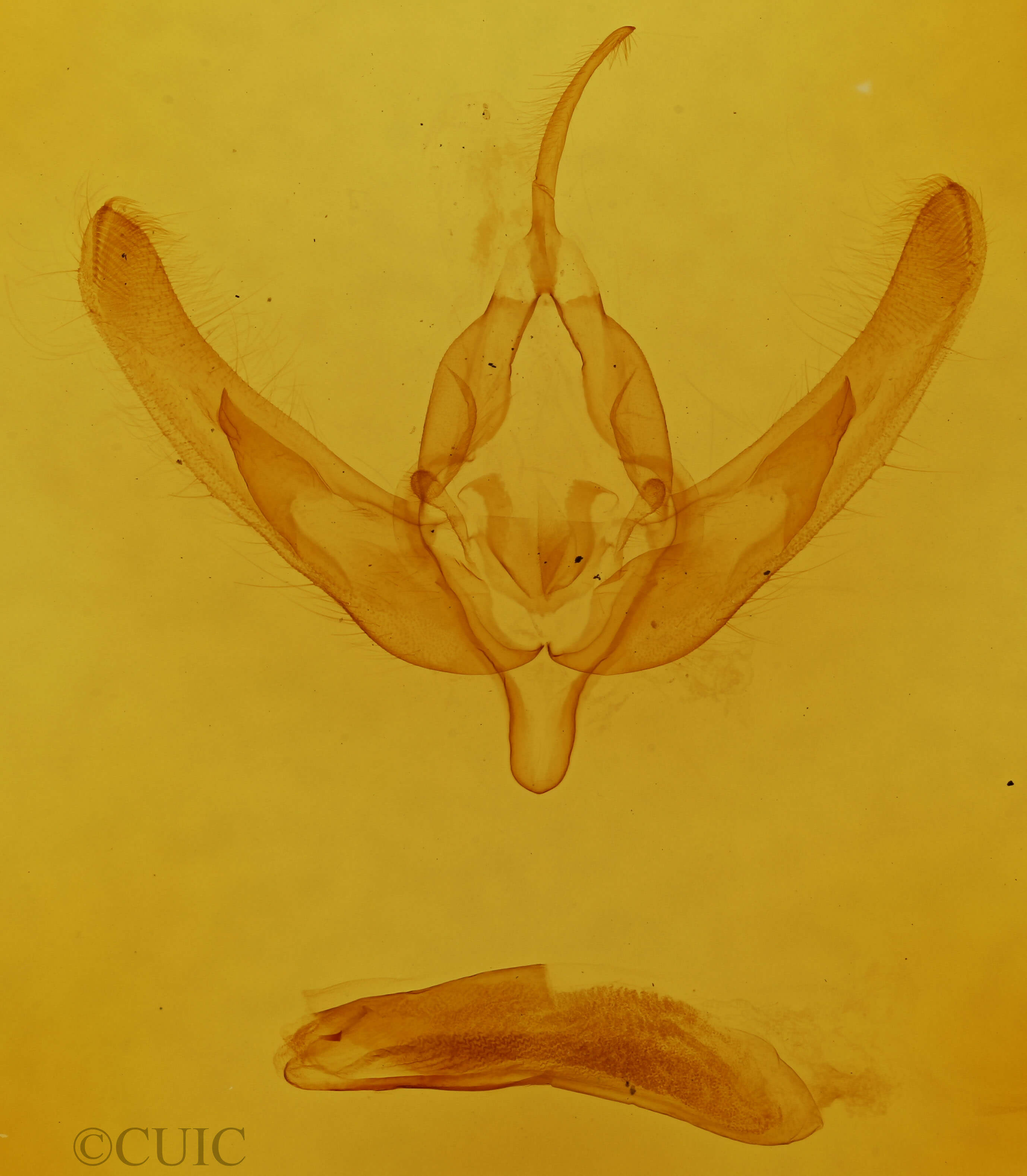 genitalia view of adult Copablepharon