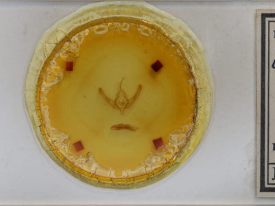 slide view of adult Copablepharon