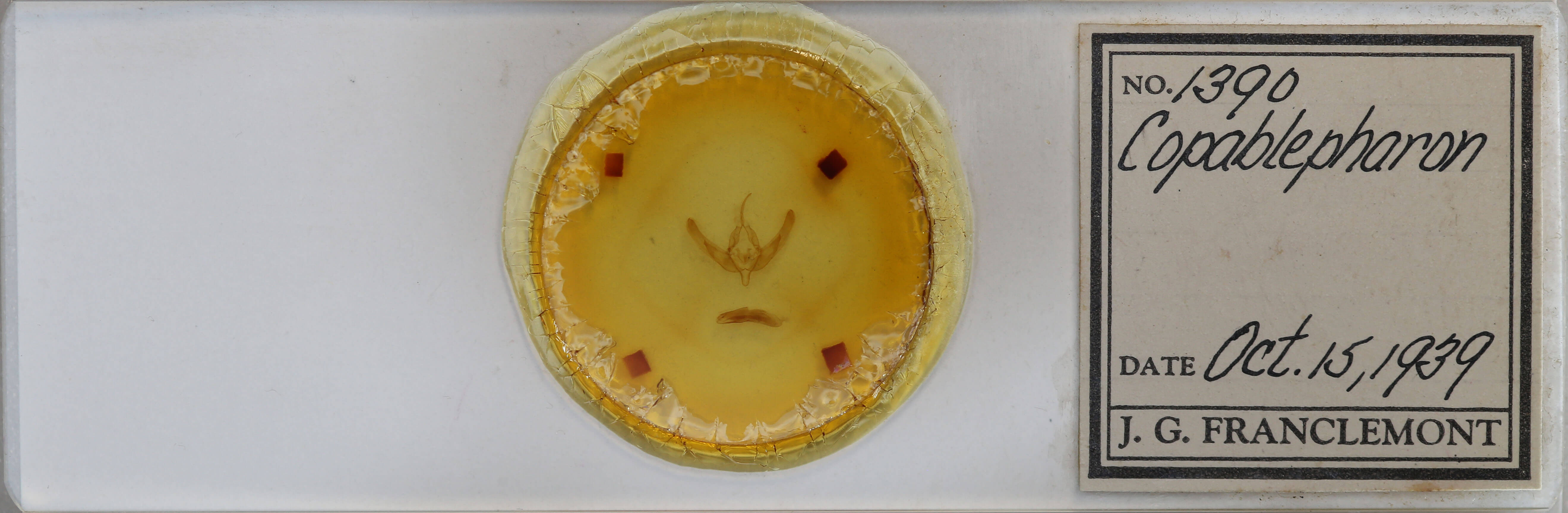 slide view of adult Copablepharon