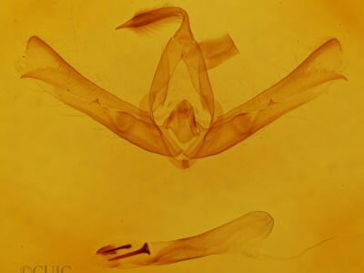 genitalia view of adult Cucullia eulepis