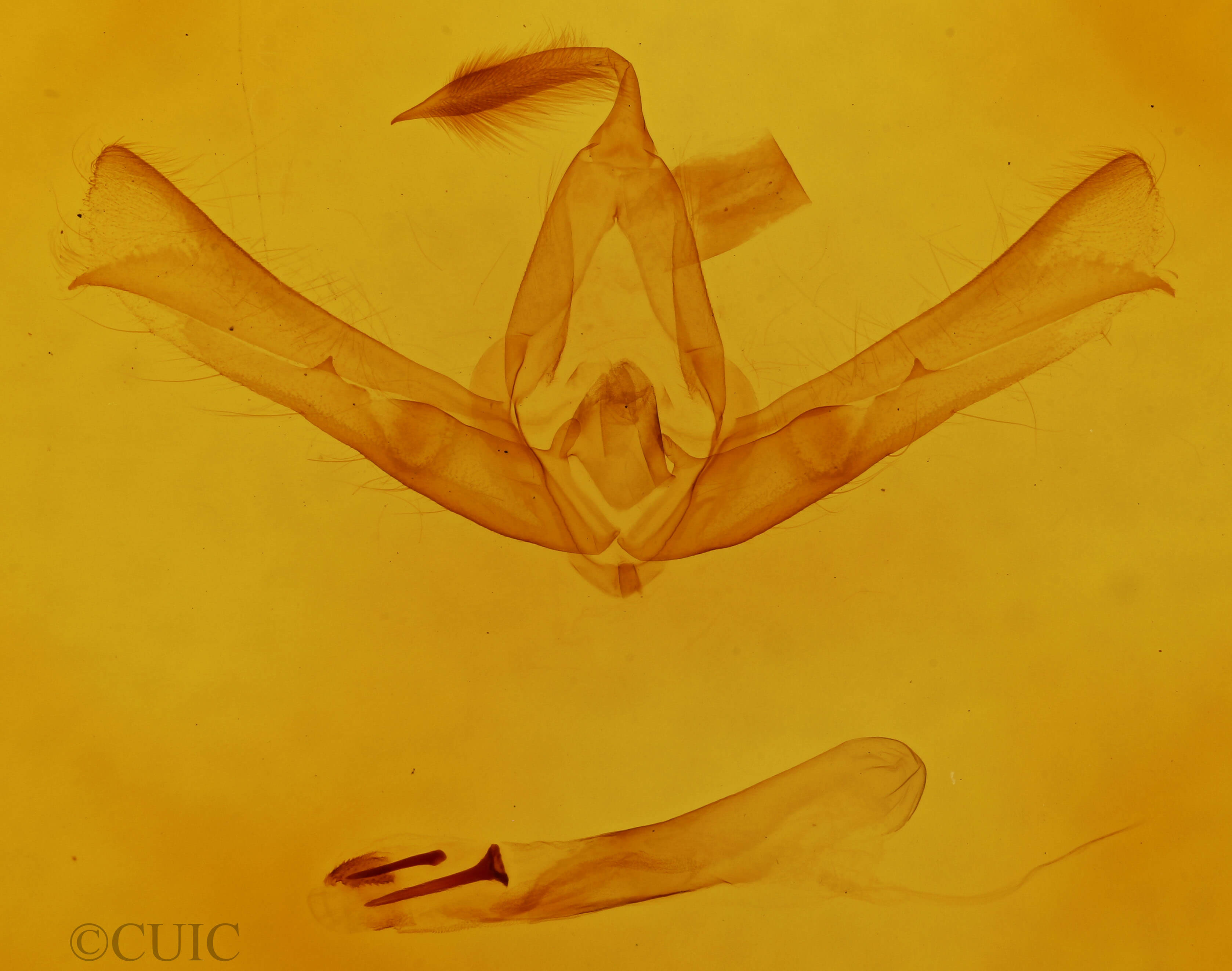genitalia view of adult Cucullia eulepis