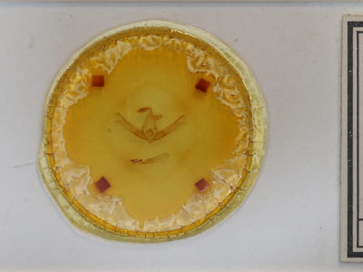 slide view of adult Cucullia eulepis