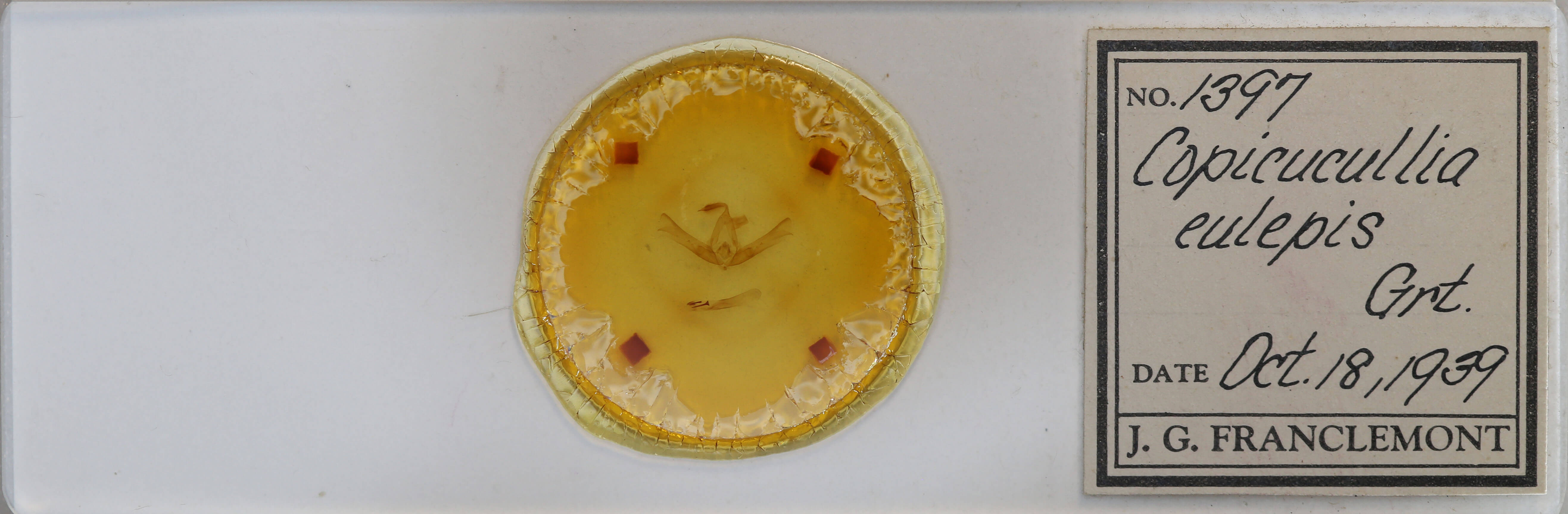 slide view of adult Cucullia eulepis