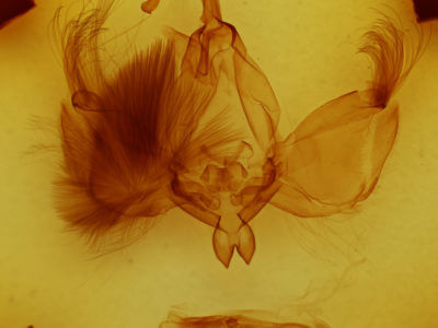 genitalia view of adult Cropia
