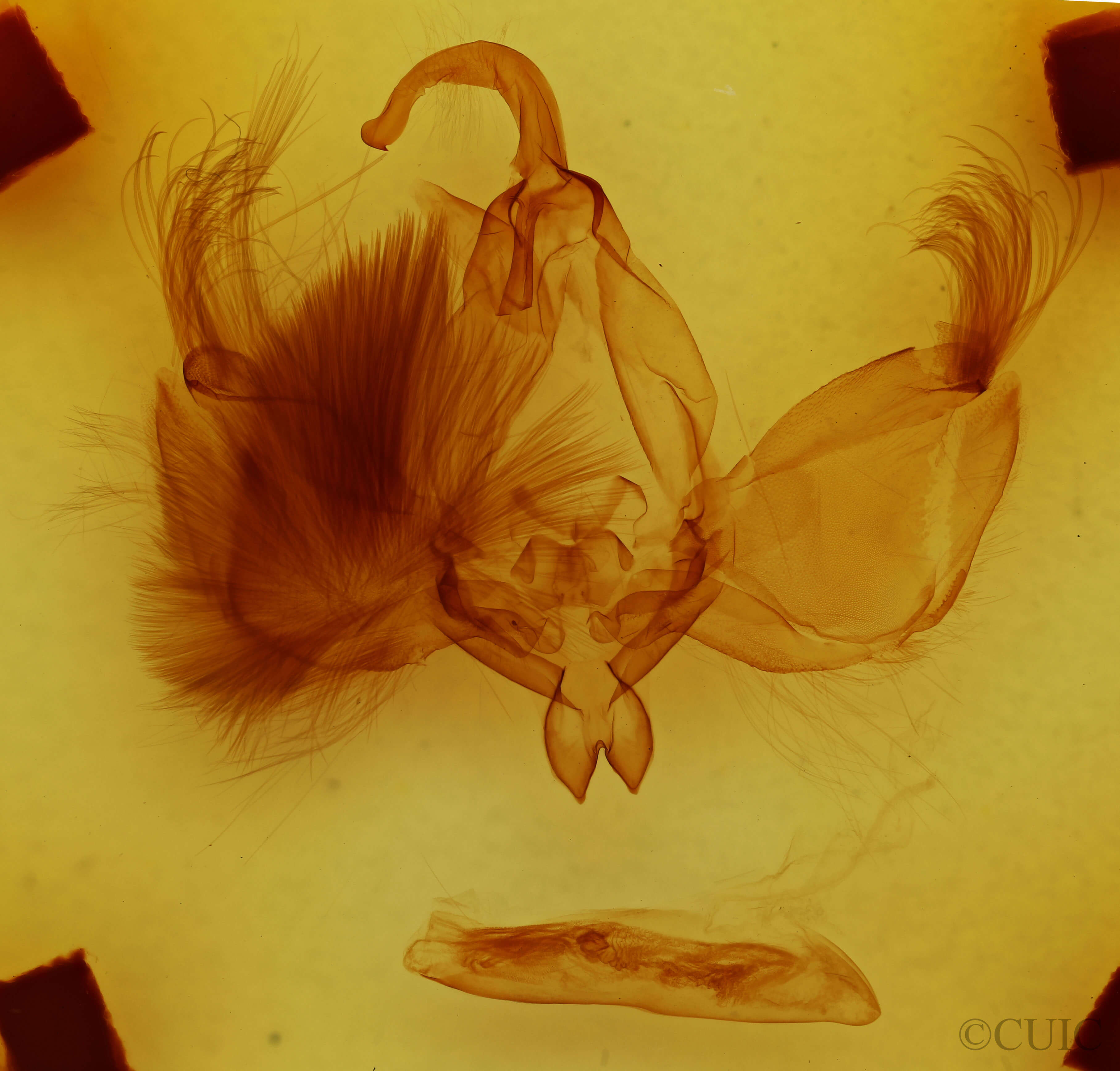 genitalia view of adult Cropia