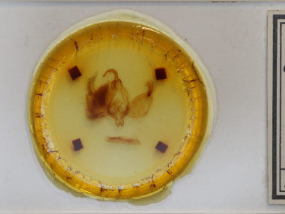 slide view of adult Cropia