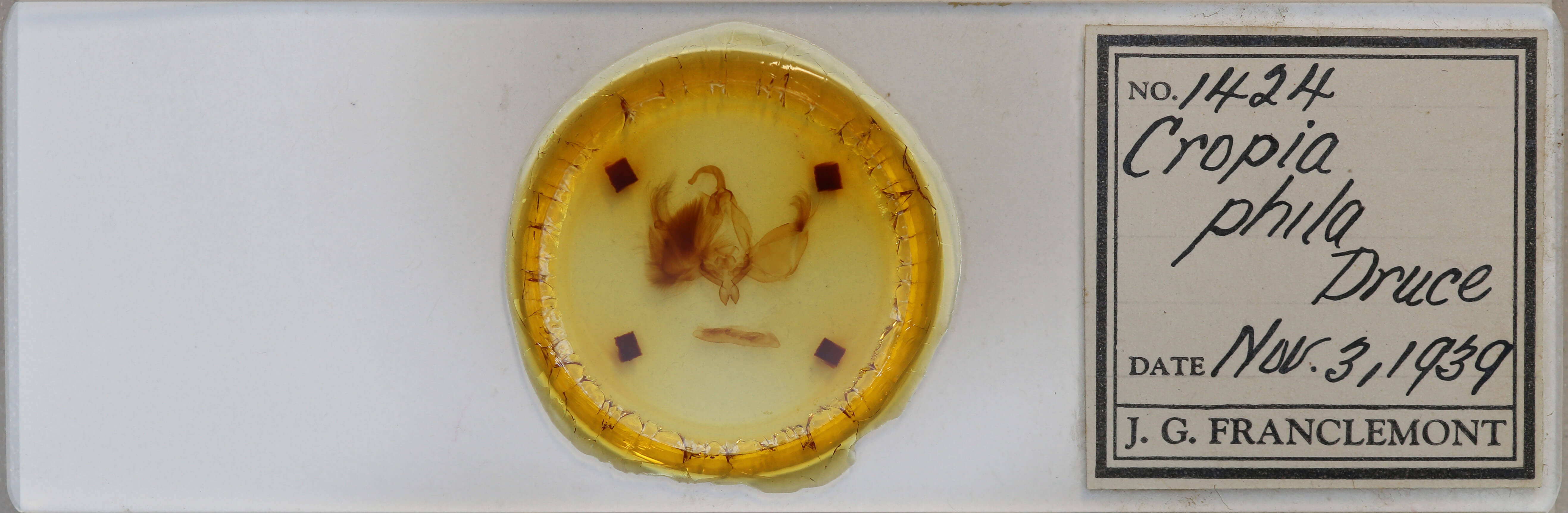 slide view of adult Cropia