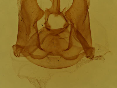 genitalia view of adult Ctenucha virginica
