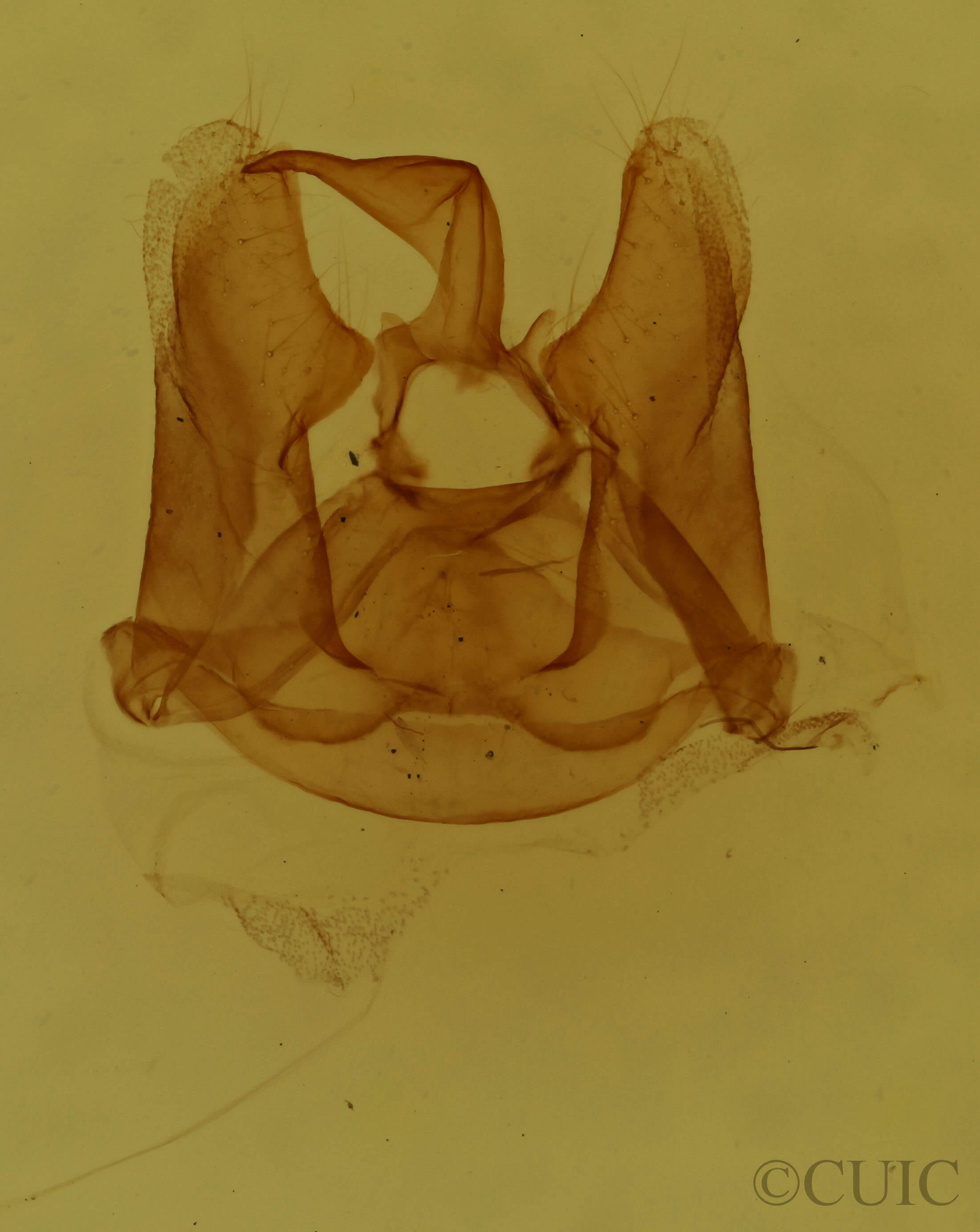 genitalia view of adult Ctenucha virginica