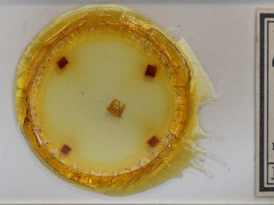 slide view of adult Ctenucha virginica