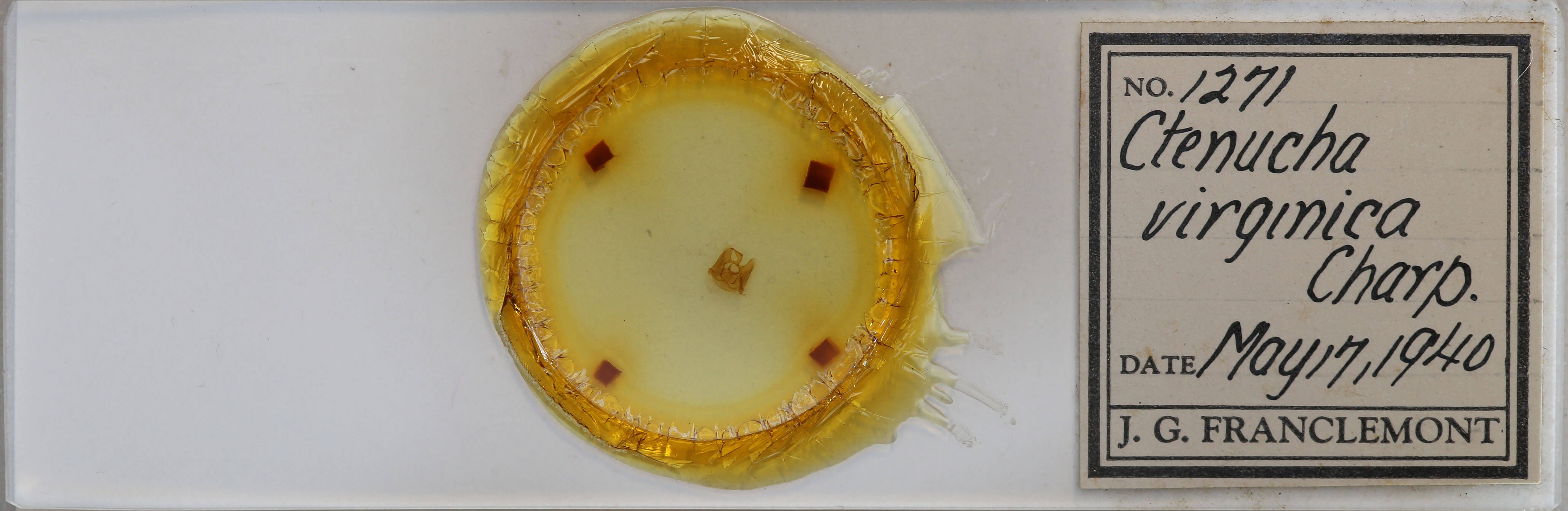 slide view of adult Ctenucha virginica