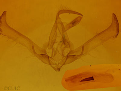 genitalia view of adult Cucullia