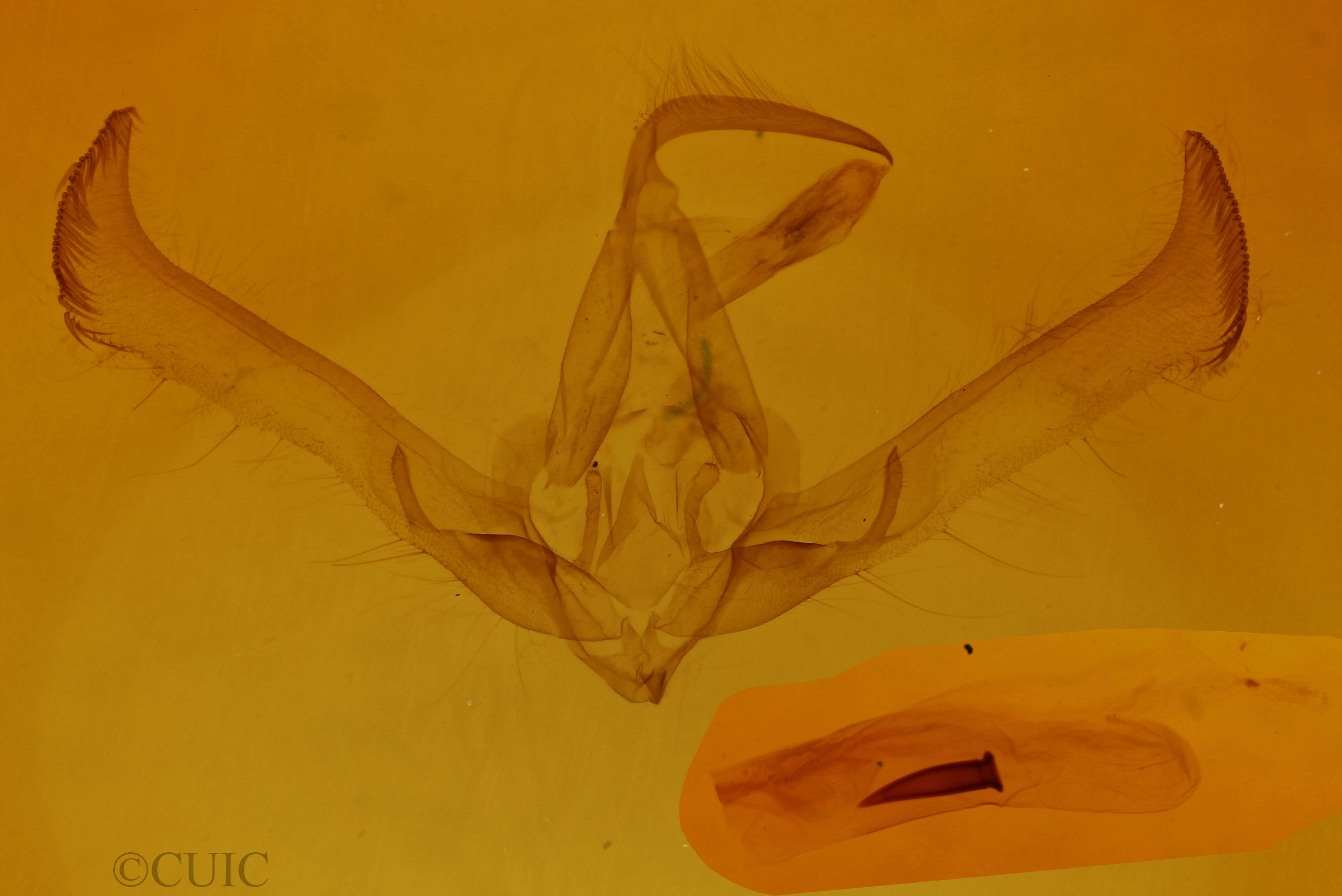 genitalia view of adult Cucullia