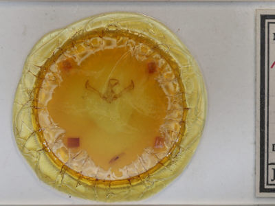 slide view of adult Cucullia