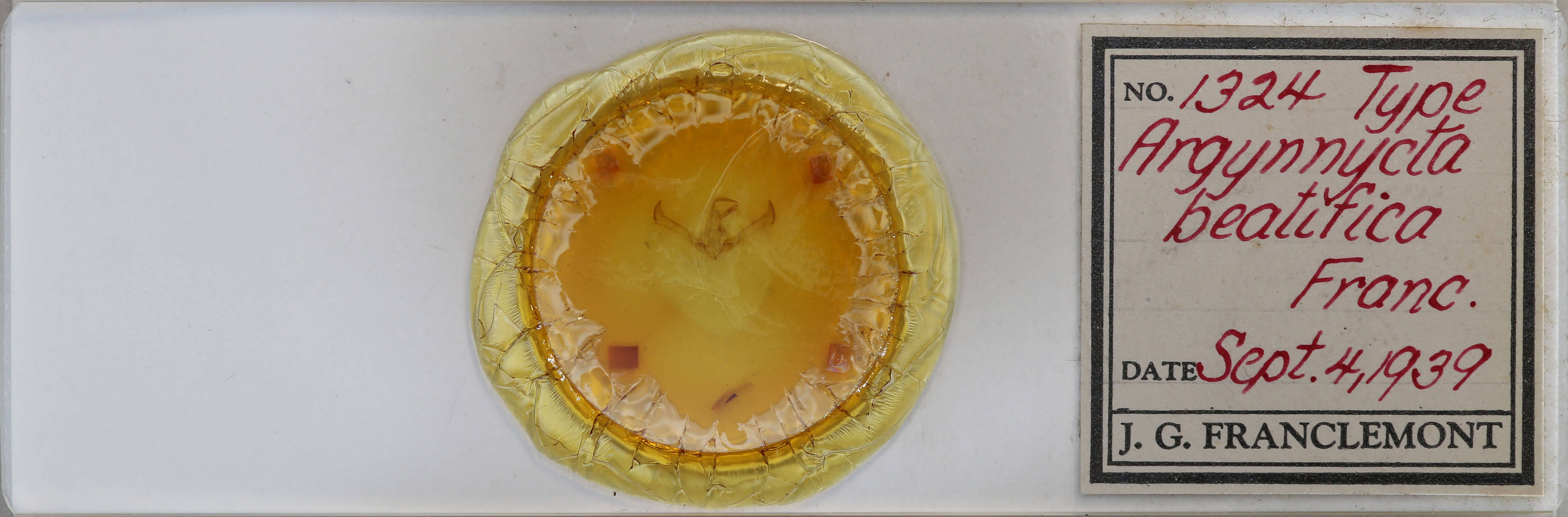 slide view of adult Cucullia