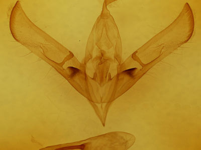 genitalia view of adult Cucullia umbratica