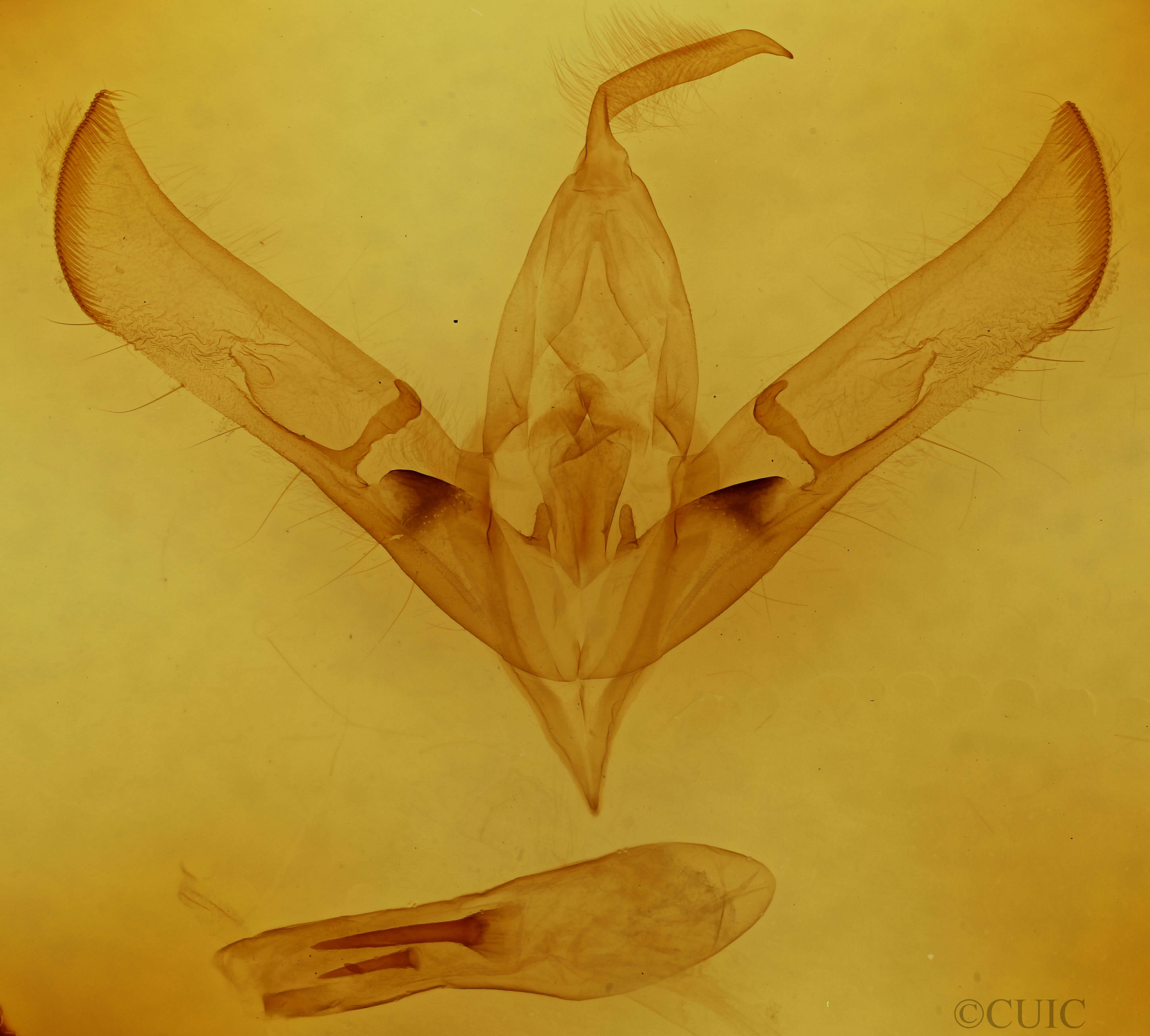 genitalia view of adult Cucullia umbratica