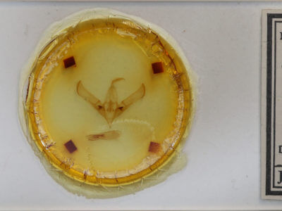 slide view of adult Cucullia umbratica