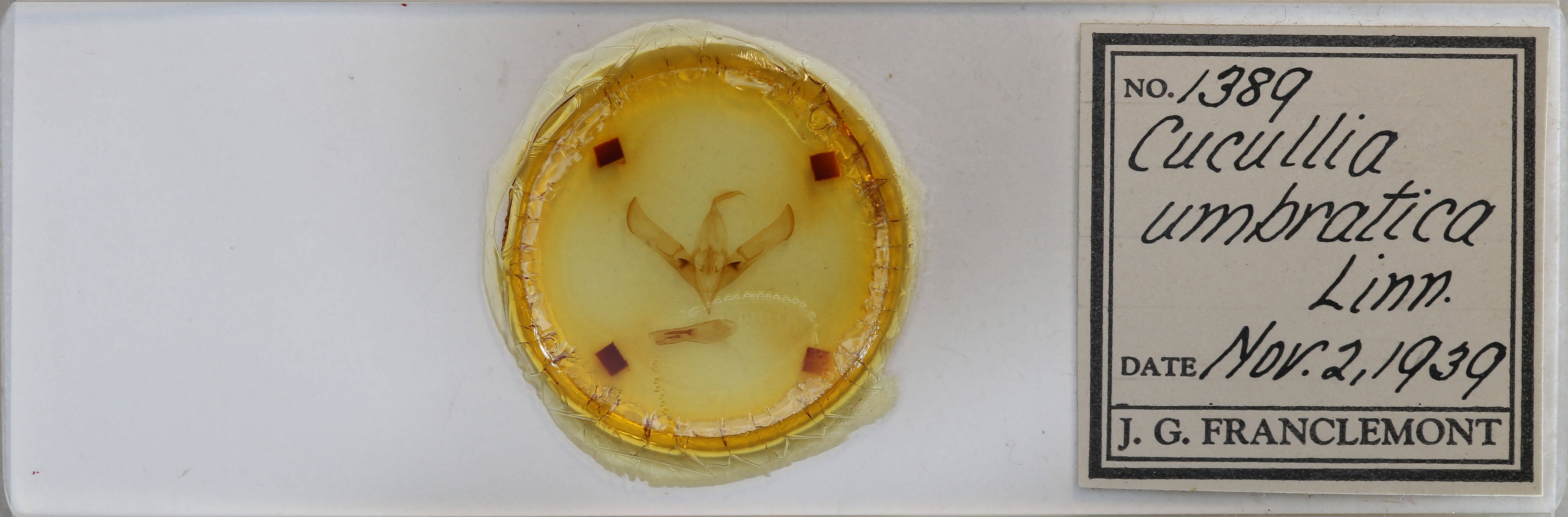 slide view of adult Cucullia umbratica