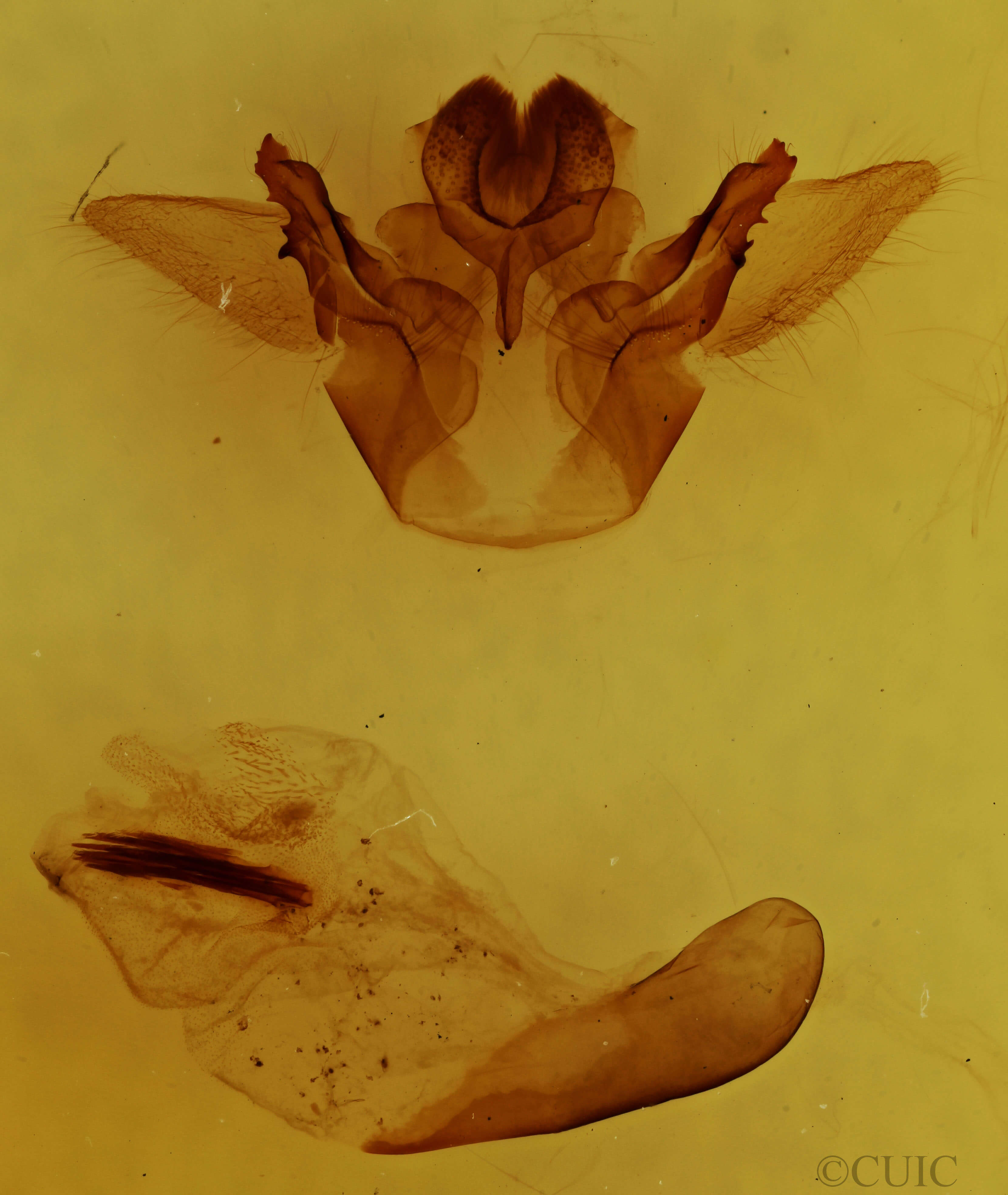 genitalia view of adult Cycnia tenera