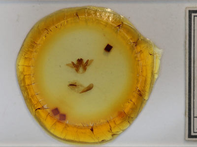 slide view of adult Cycnia tenera