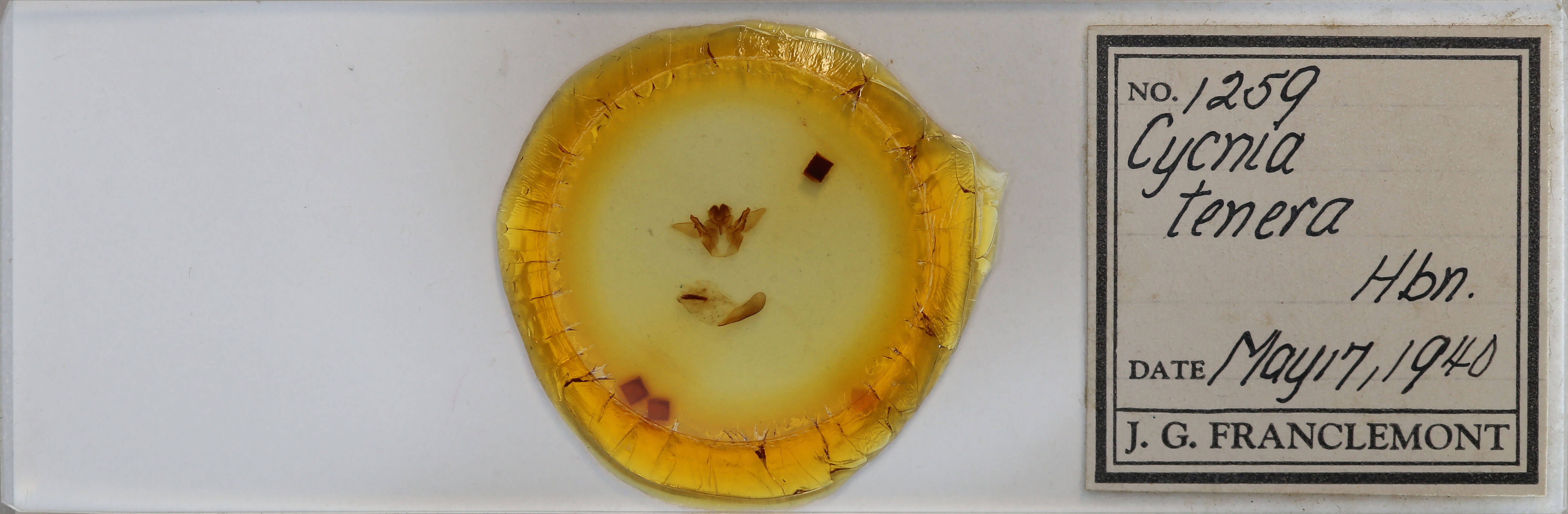 slide view of adult Cycnia tenera