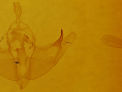 genitalia view of adult Episema tersa