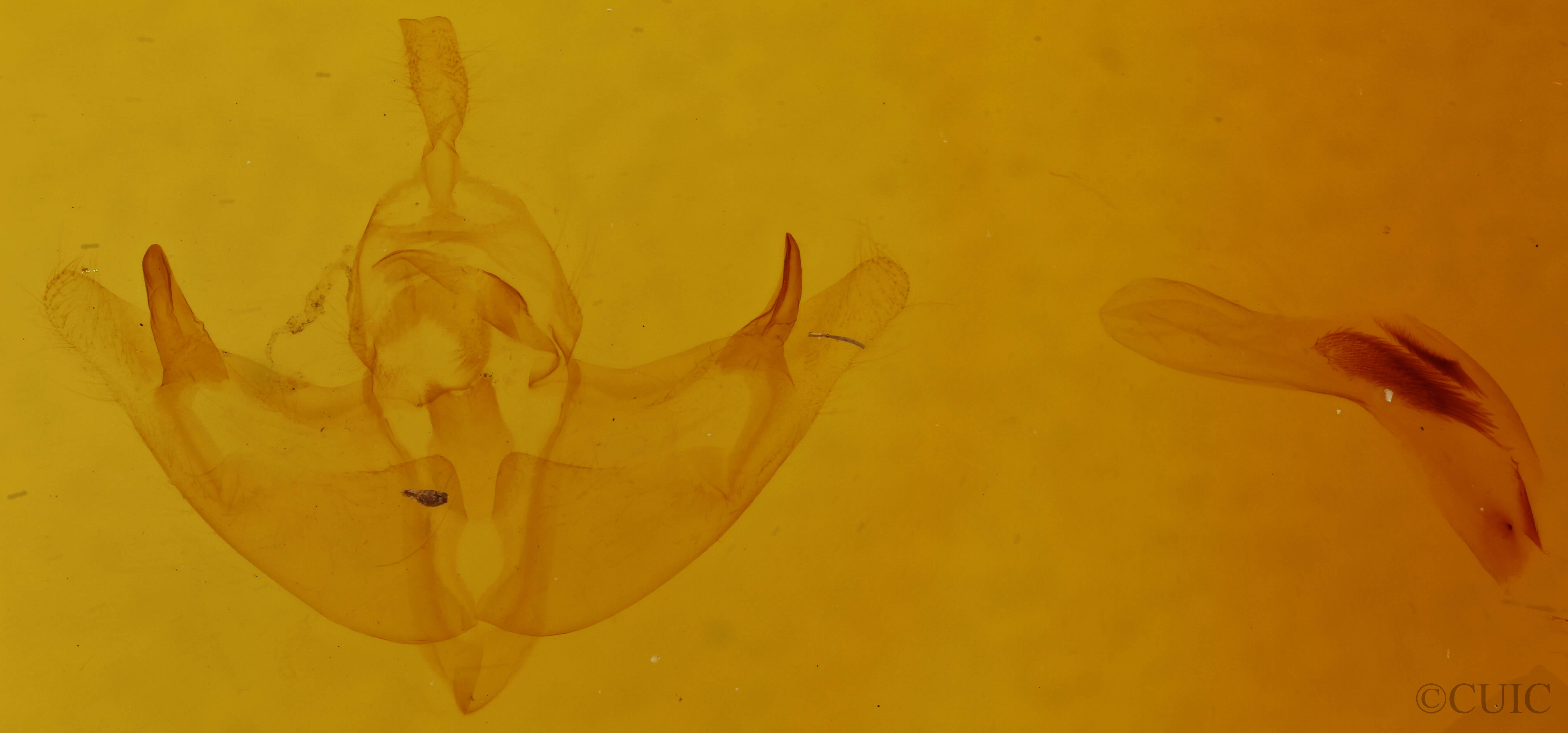 genitalia view of adult Episema tersa