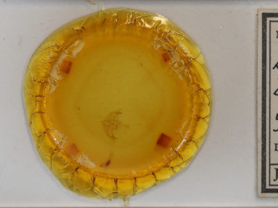 slide view of adult Episema tersa