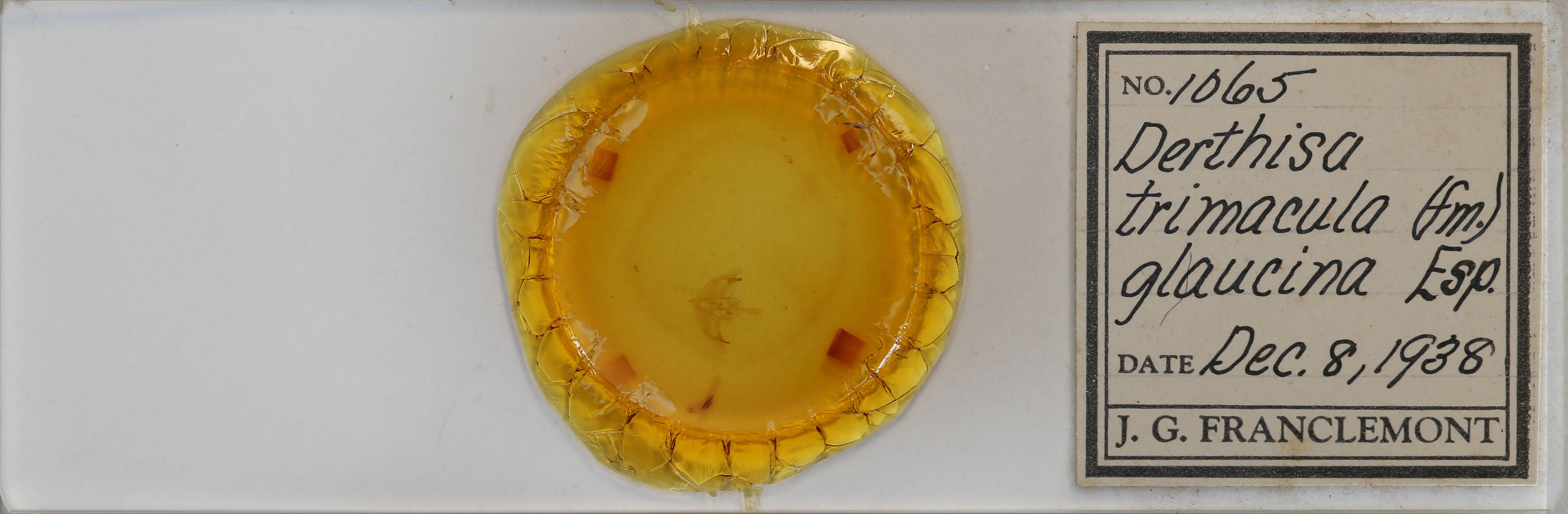 slide view of adult Episema tersa