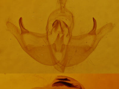 genitalia view of adult Episema tersa