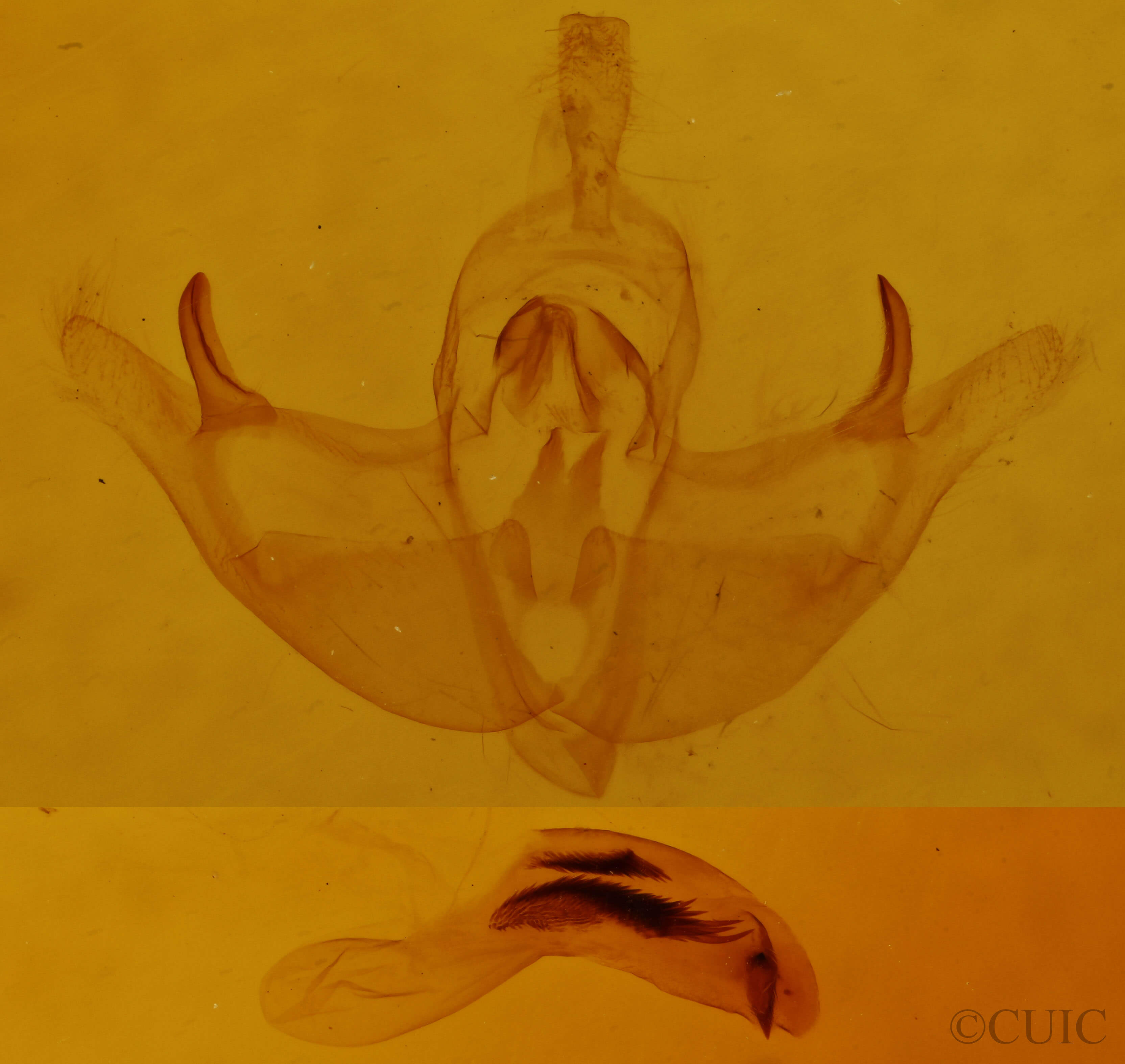 genitalia view of adult Episema tersa
