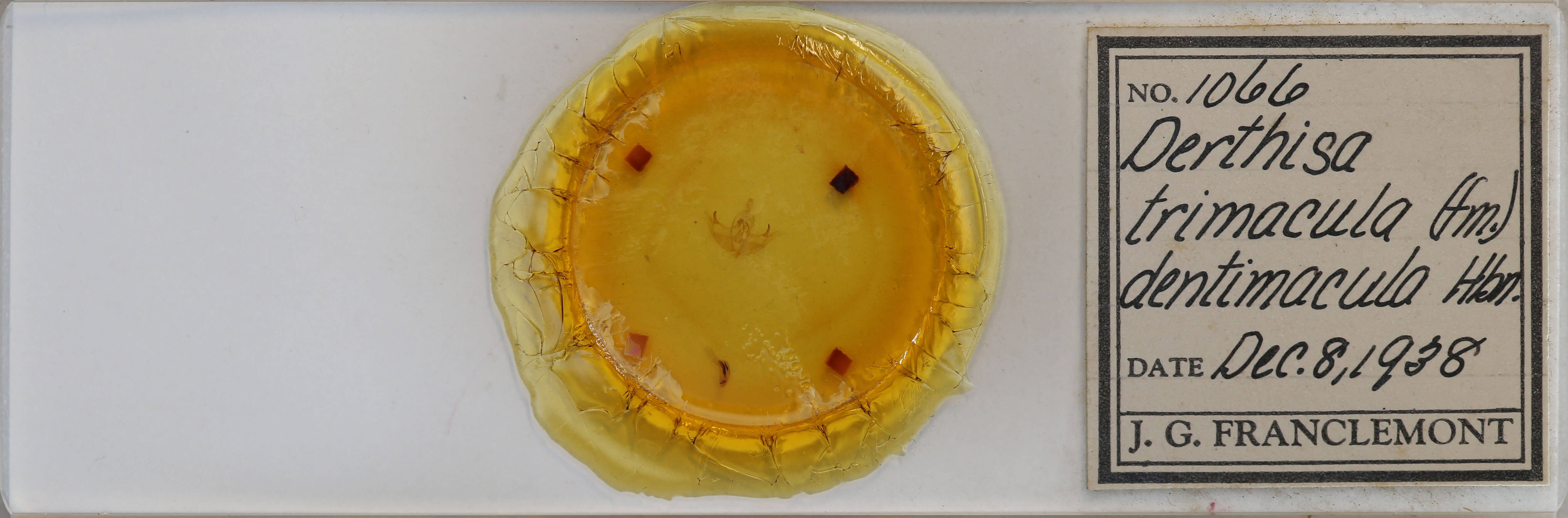 slide view of adult Episema tersa