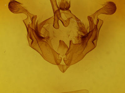 genitalia view of adult Anarta trifolii