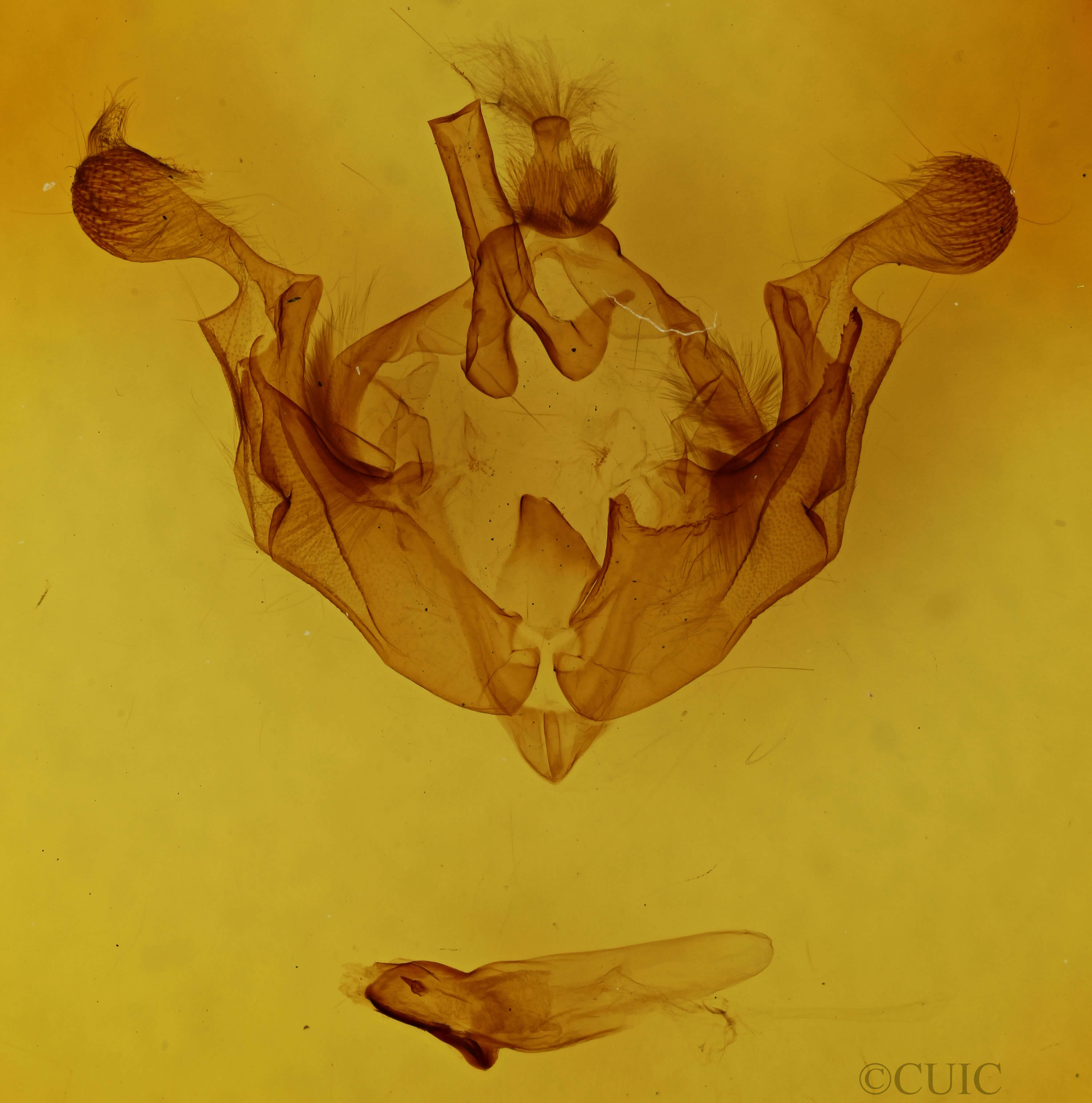 genitalia view of adult Anarta trifolii