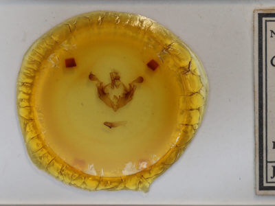 slide view of adult Anarta trifolii