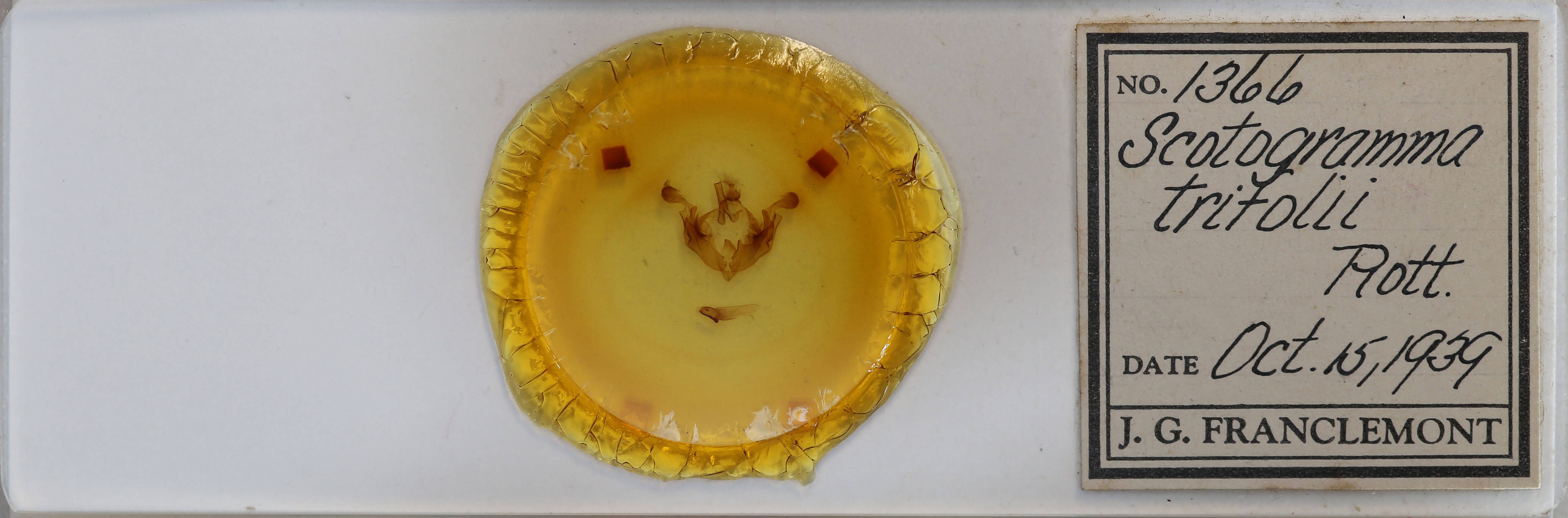 slide view of adult Anarta trifolii