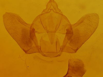 genitalia view of adult Doa ampla